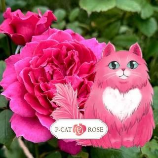 <img class='new_mark_img1' src='https://img.shop-pro.jp/img/new/icons1.gif' style='border:none;display:inline;margin:0px;padding:0px;width:auto;' />スティルインマイハート【木立性】(6号ロング即納鉢バラ)【根頭癌腫病保証付き】