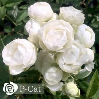 ͡ץ󥻥Ωۡʣ¨ǼȭХˡںƬݾդ