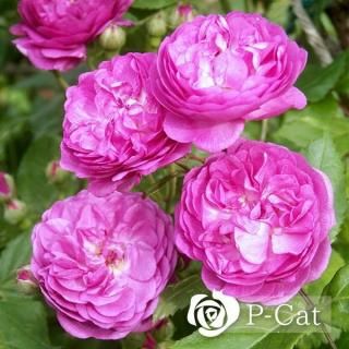 ĥե󥷥塼٥ȡڤĤۡʣ¨ǼȭХˡںƬݾդ