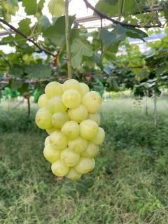 瀬戸ジャイアンツ(初成り・小房小粒)2kg(バラ房詰め)