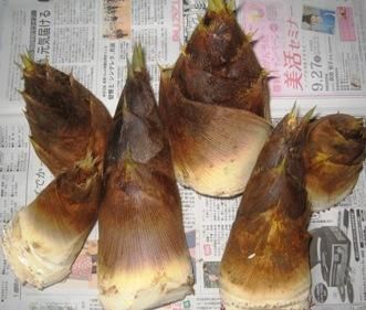 新鮮朝掘りたけのこ 栽培農家直営ネット販売だから超新鮮 新鮮朝掘りたけのこ 栽培農家直営ネット販売だから超新鮮