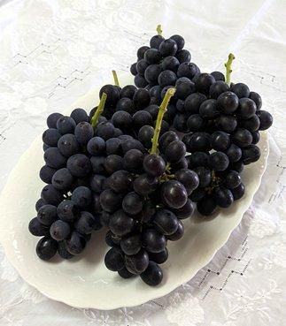 アーリースチューベン ぶどう栽培農家の通販ぶどうの新鮮さは格別です 贈り物にもお使いになれます