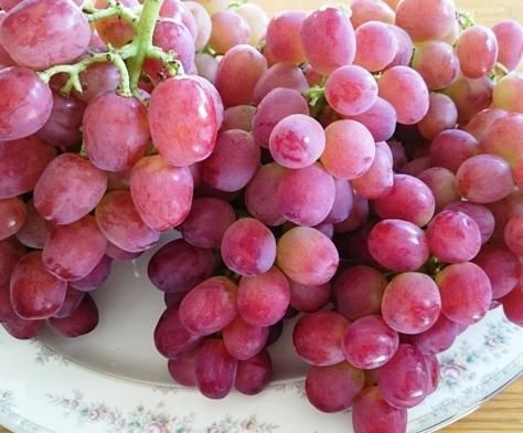 甲斐路 約2kg | 高級ぶどう - 山梨県のぶどう農家の通販39年