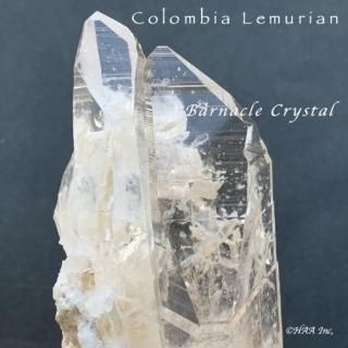 コロンビア サンタンデール産 - feel