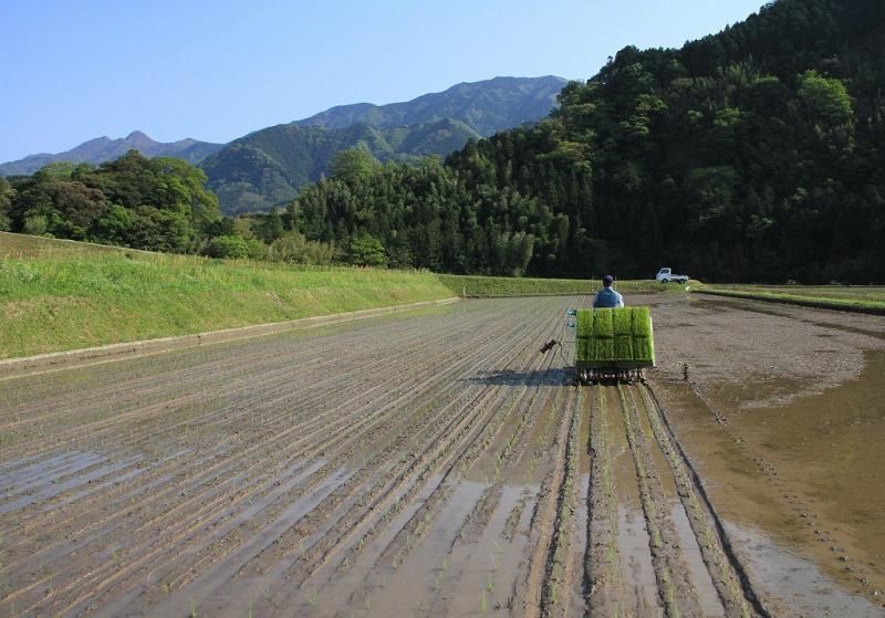 【精米】ひめの凜(5kg)
