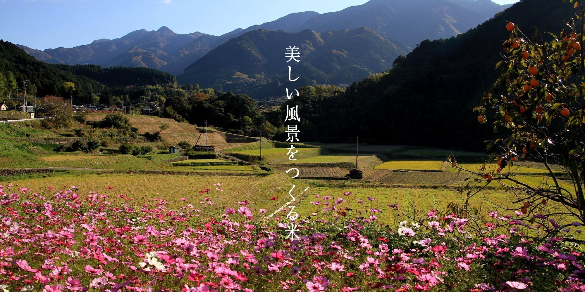 美しい風景をつくる米