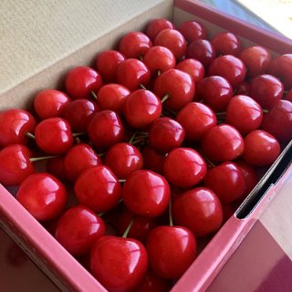 山梨県産の赤い宝石 さくらんぼ【佐藤錦】（500g）通販