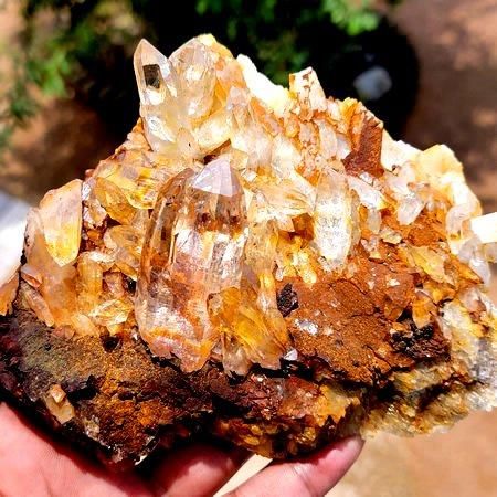 ゴールデンヒーラークラスターGolden Healer Cluster