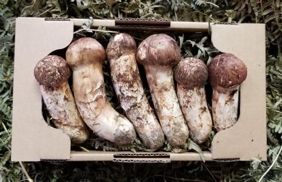 岩手県岩泉町産つぼみ松茸 300g