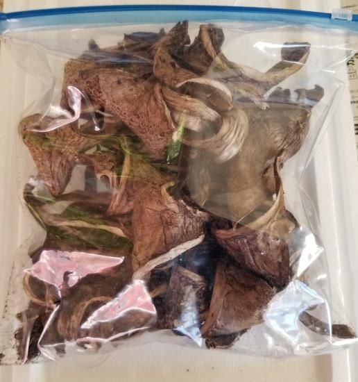 乾燥香茸　天然物100g岩手県産 香茸（100g）乾燥 コウタケ