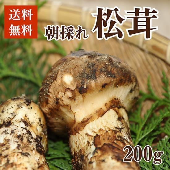 岩手・岩泉産 朝採れ松茸【200g】 - 岩泉マルシェ ｜岩手・岩泉町から