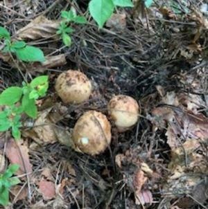 松茸の出始め、コロ150g - 岩泉マルシェ ｜岩手・岩泉町の自然の恵み