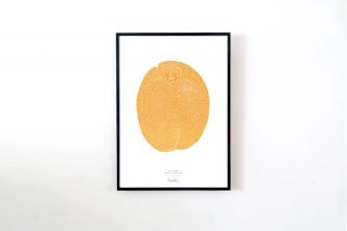 Monika Petersen / “Apricot” POSTER 700 × 500 mm 