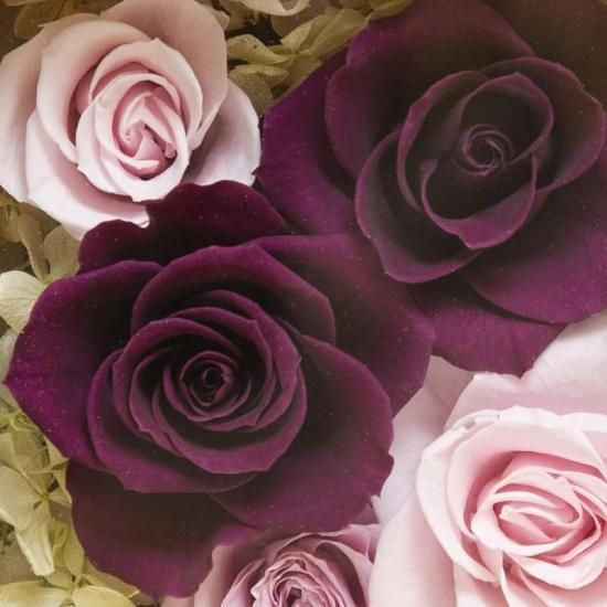 ֥ӥȥꥢܥåץץꥶ֥ɥե ե졼ॢ󥸥ȡԥ󥯡