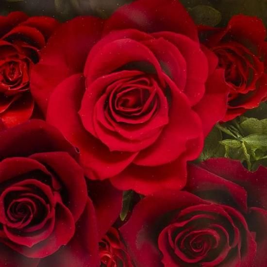 ֥ӥȥꥢܥåץץꥶ֥ɥե ե졼ॢ󥸥ȡ֡
