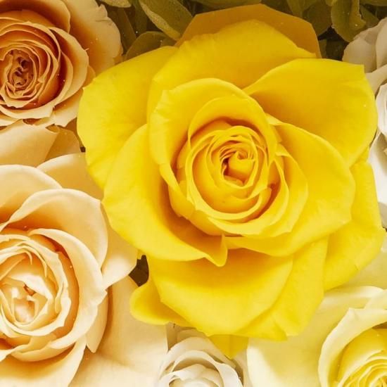 ¡Ö¥Ó¥¯¥È¥ê¥¢¥ó¥Ü¥Ã¥¯¥¹¡×¥×¥ê¥¶¡¼¥Ö¥É¥Õ¥é¥ï¡¼ ¥Õ¥ì¡¼¥à¥¢¥ì¥ó¥¸¥á¥ó¥È¡¡²«¡ÊÂç¡Ë