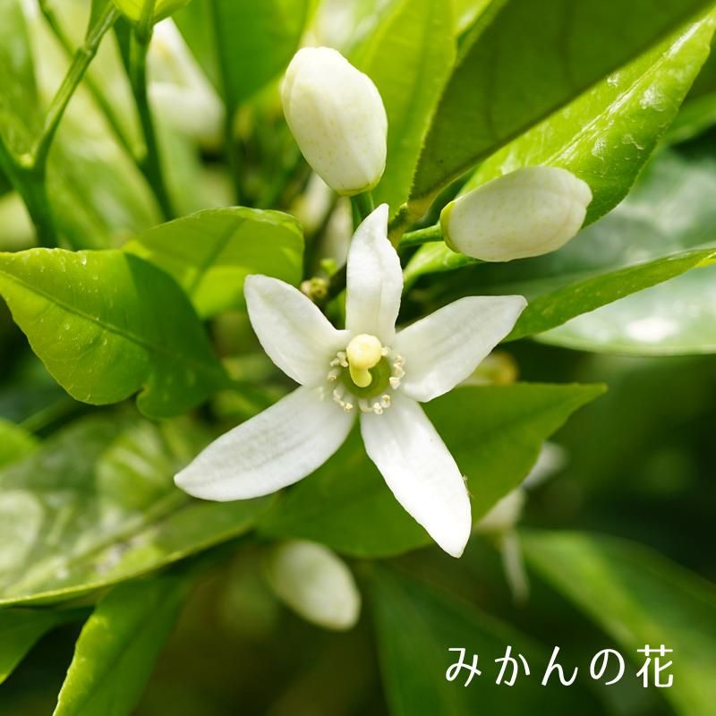 紀州みかん蜂蜜入り梅干1kg マルチョウフーズ 紀州みかん蜂蜜入り梅干1kg マルチョウフーズ
