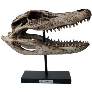 【同梱不可】アリゲーター(ワニ)スケルトンスカルヘッドフィギュア スタンドオブジェ Wildlife Aligator Skeleton Skull Figurine on Stand