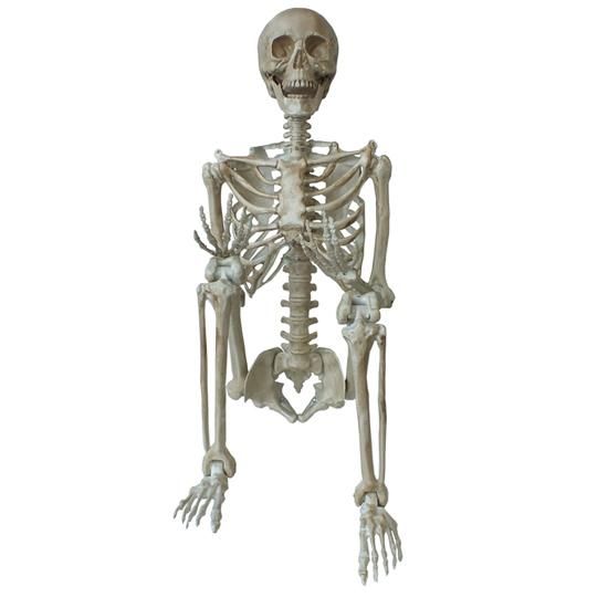 正規品質保証 スカルグッズ Skeleton L Display Hanging ハンギングスケルトン ｌサイズ ディスプレイガイコツ ハロウィン Labelians Fr