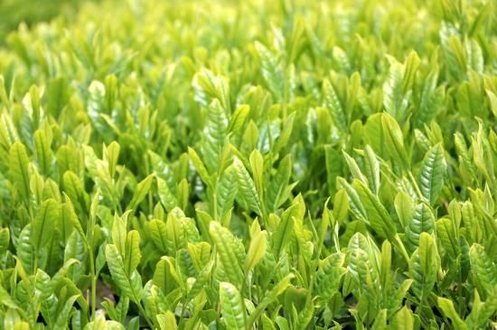 ڤǯѡHARUICHI Ų㡡 ֽհ(ƥХå)