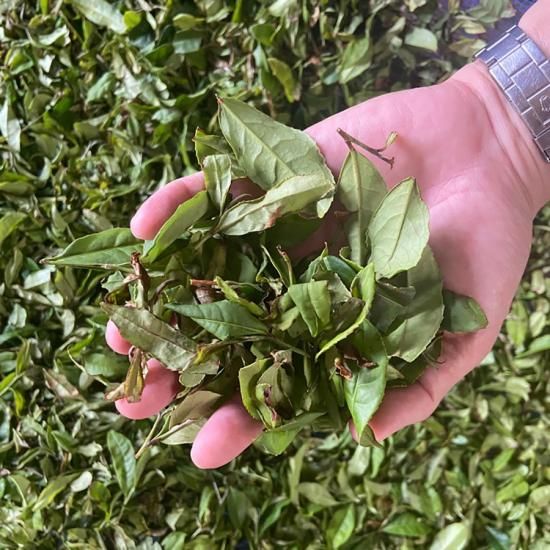 ڤǯѡHARUICHI Ų㡡 ֽհ(ƥХå)