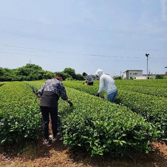 ڤǯѡHARUICHI Ų㡡 ֽհ(ƥХå)