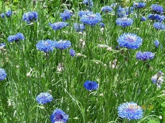 ヤグルマギク 矢車菊 薬草と花紀行のホームページ ヤグルマギク 矢車菊 薬草と花紀行のホームページ