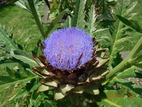 アーティチョーク Artichoke 薬草と花紀行のホームページ