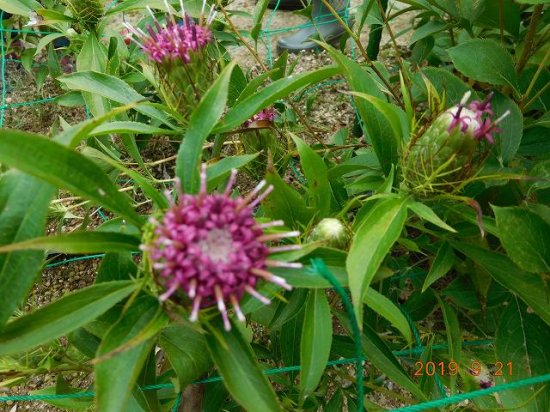 オオバナオケラ 大花朮 薬草と花紀行のホームページ