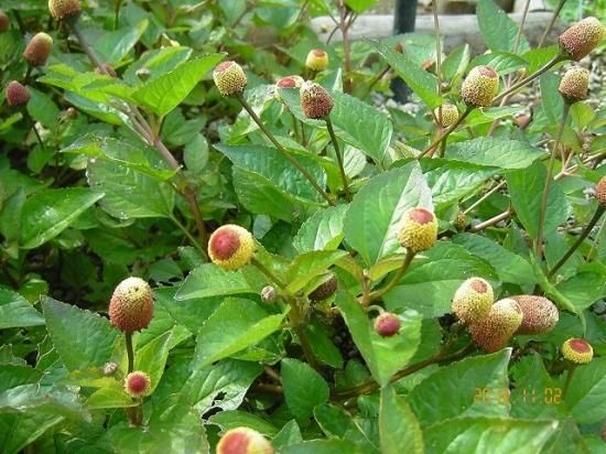 オランダセンニチ 和蘭千日 薬草と花紀行のホームページ オランダセンニチ 和蘭千日 薬草と花紀行のホームページ