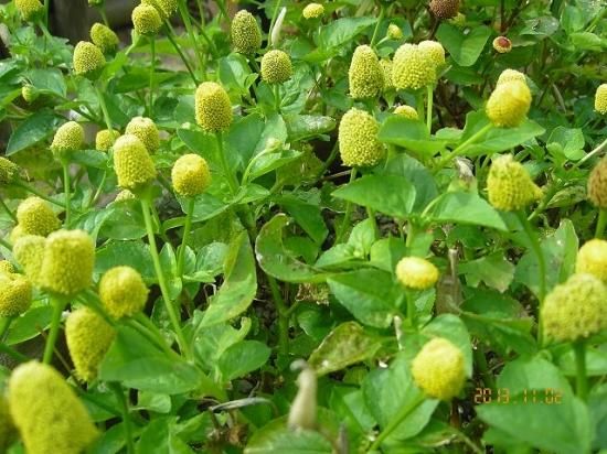 キバナオランダセンニチ 黄花和蘭千日 薬草と花紀行のホームページ キバナオランダセンニチ 黄花和蘭千日 薬草と花紀行のホームページ