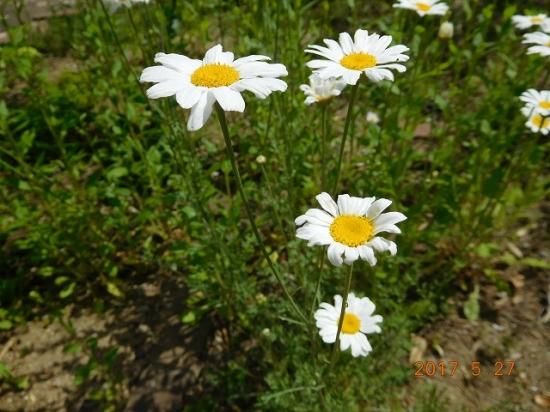 シロバナムシヨケギク 白花虫除菊 薬草と花紀行のホームページ シロバナムシヨケギク 白花虫除菊 薬草と花紀行のホームページ