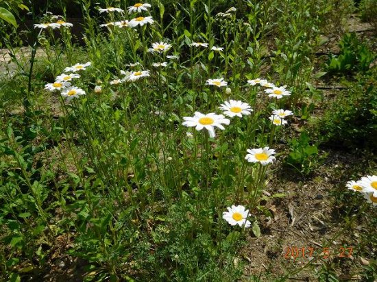 シロバナムシヨケギク(白花虫除菊） - 薬草と花紀行のホームページ