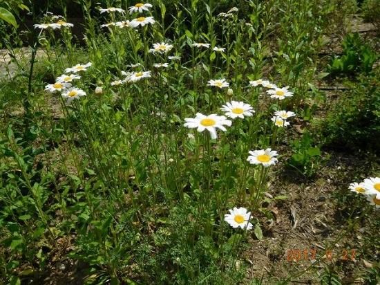 シロバナムシヨケギク 白花虫除菊 薬草と花紀行のホームページ