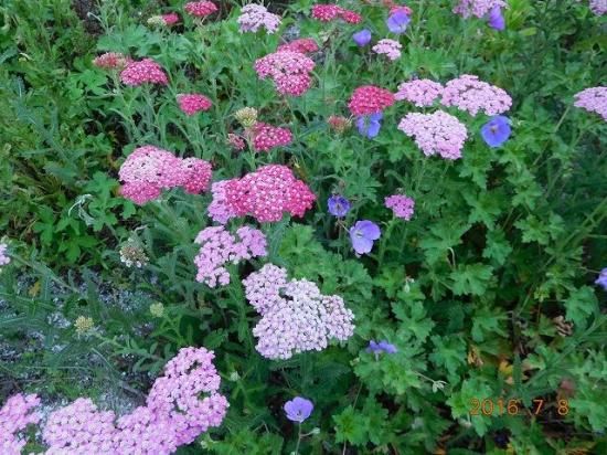セイヨウノコギリソウ 西洋鋸草 薬草と花紀行のホームページ セイヨウノコギリソウ 西洋鋸草 薬草と花紀行のホームページ