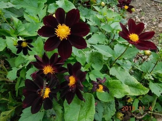 ダリア 薬草と花紀行のホームページ ダリア 薬草と花紀行のホームページ