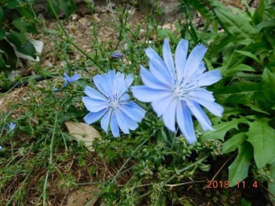 チコリー Chicory 薬草と花紀行のホームページ