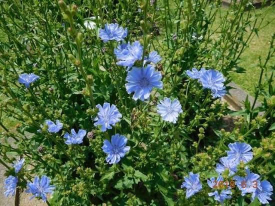 チコリー Chicory 薬草と花紀行のホームページ