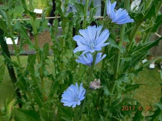 チコリー Chicory 薬草と花紀行のホームページ