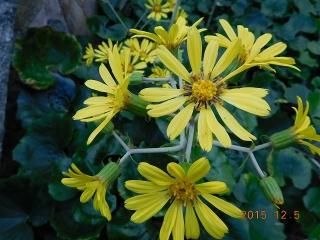 民間薬・薬用 - 薬草と花紀行のホームページ