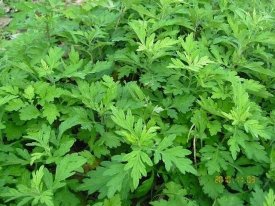 ヨモギ 蓬 薬草と花紀行のホームページ