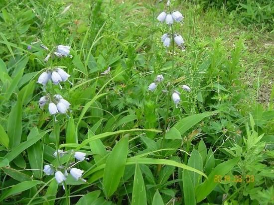 ツリガネニンジン 釣鐘人参 薬草と花紀行のホームページ ツリガネニンジン 釣鐘人参 薬草と花紀行のホームページ