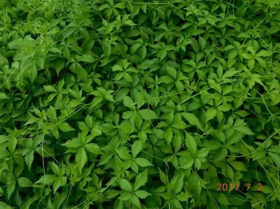 アマチャズル 甘茶蔓 薬草と花紀行のホームページ