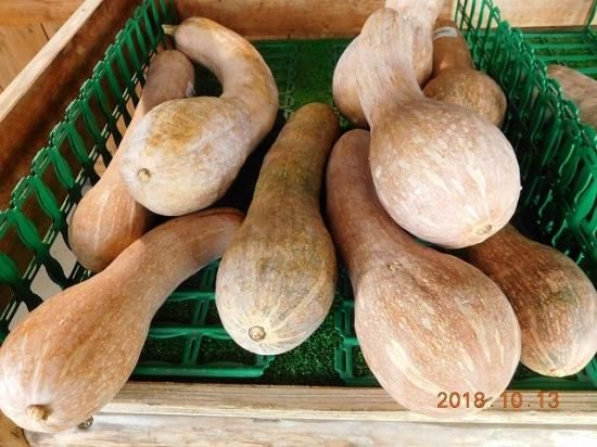 カボチャ 南瓜 薬草と花紀行のホームページ カボチャ 南瓜 薬草と花紀行のホームページ