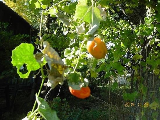 カラスウリ 烏瓜 薬草と花紀行のホームページ カラスウリ 烏瓜 薬草と花紀行のホームページ