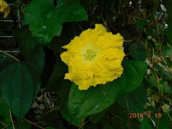 ヘチマ 糸瓜 薬草と花紀行のホームページ