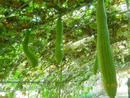 ヘチマ 糸瓜 薬草と花紀行のホームページ ヘチマ 糸瓜 薬草と花紀行のホームページ