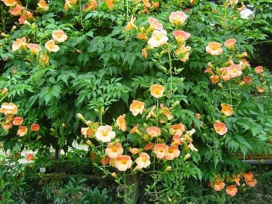 ノウゼンカズラ 凌霄花 薬草と花紀行のホームページ ノウゼンカズラ 凌霄花 薬草と花紀行のホームページ