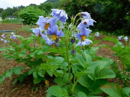 ジャガイモ 薬草と花紀行のホームページ ジャガイモ 薬草と花紀行のホームページ