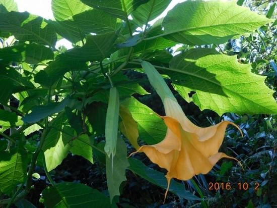 キダチチョウセンアサガオ 木立朝鮮朝顔 薬草と花紀行のホームページ